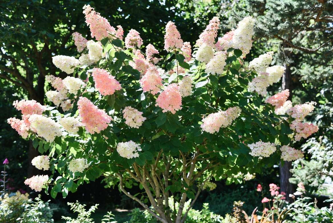 Mature hydrangea tree with large pink and white blooms growing as a single trunk specimen in a backyard garden