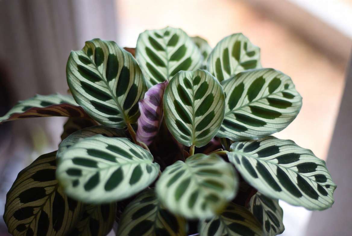 Fishbone Prayer Plant Ctenanthe burle-marxii showing signature fishbone leaf pattern and purple undersides
