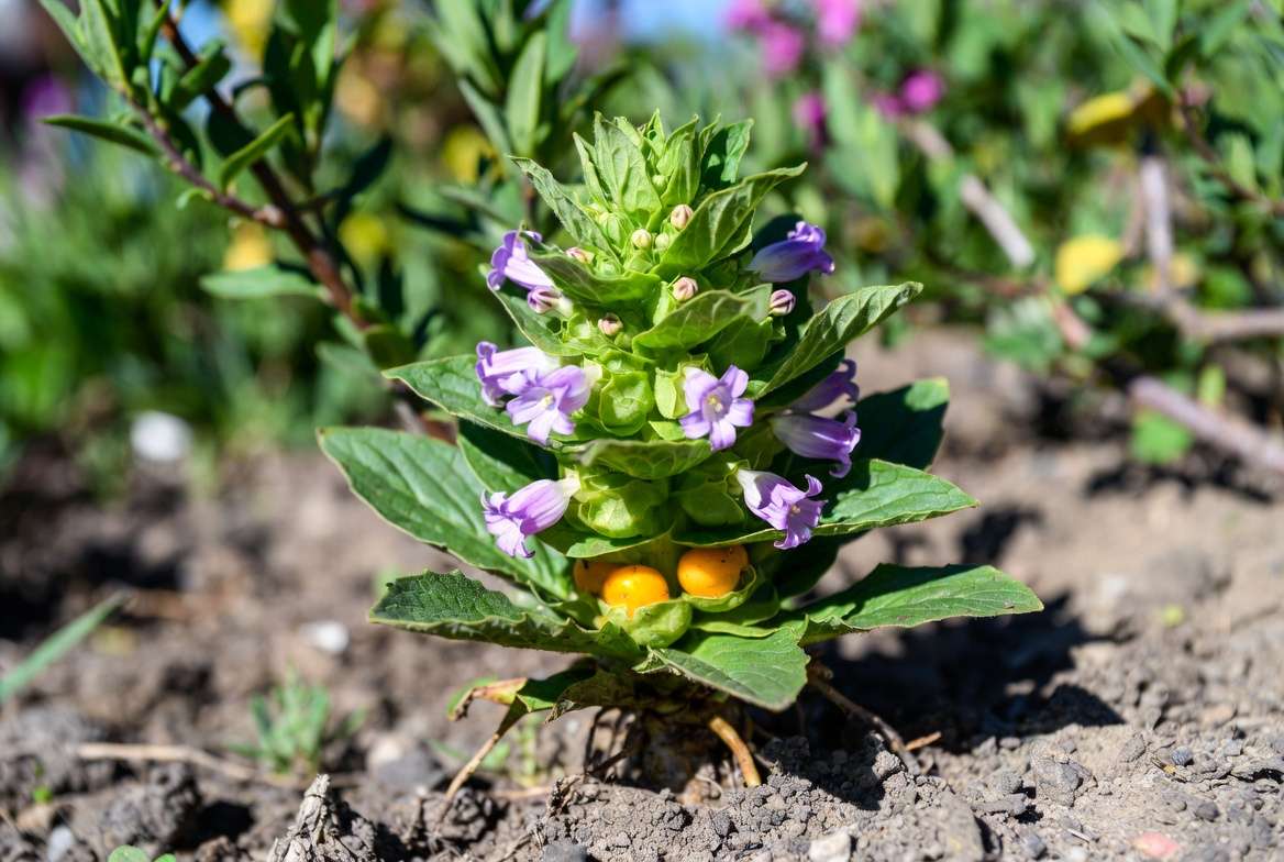 Mandrake plant showing green rosette leaves, purple flowers, and yellow berries in garden soi