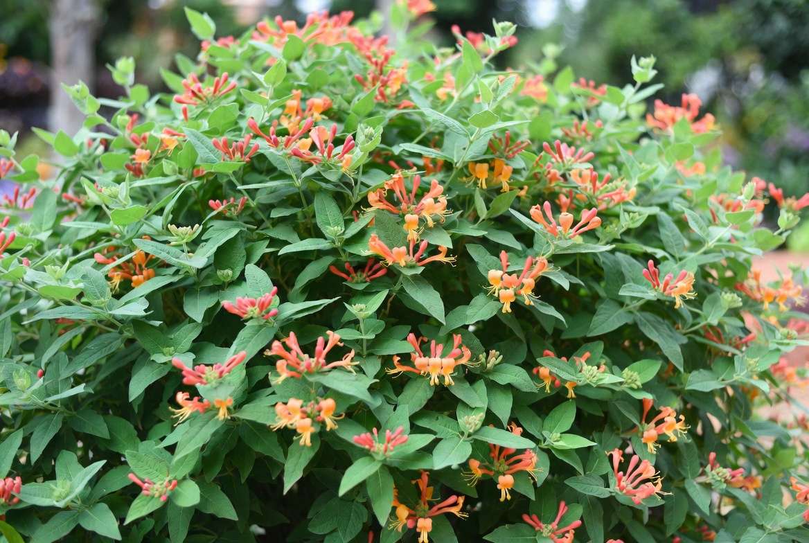 Mexican honeysuckle plant with vibrant orange flowers and velvety green leaves
