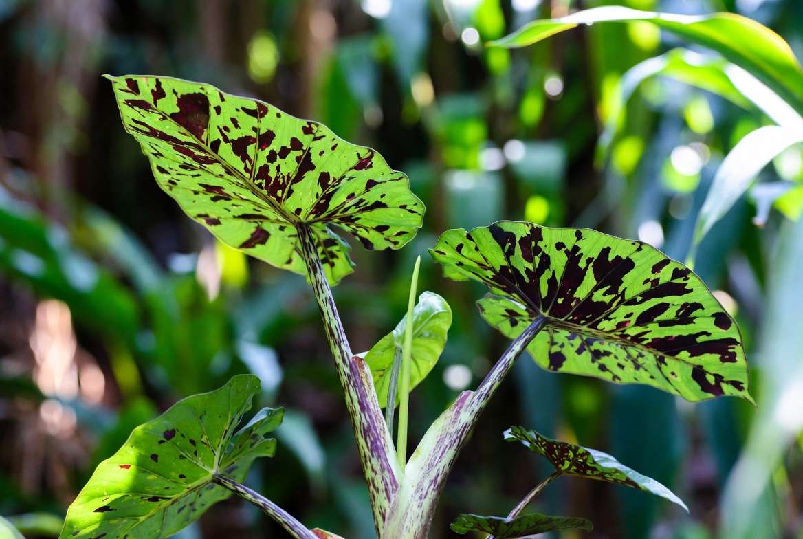 Mojito Elephant Ear plant showing distinctive green leaves with dark speckled patterns