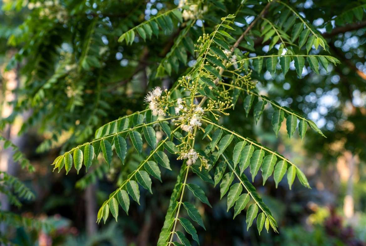 Close-up of neem plant leaves and white flowers showing botanical details"