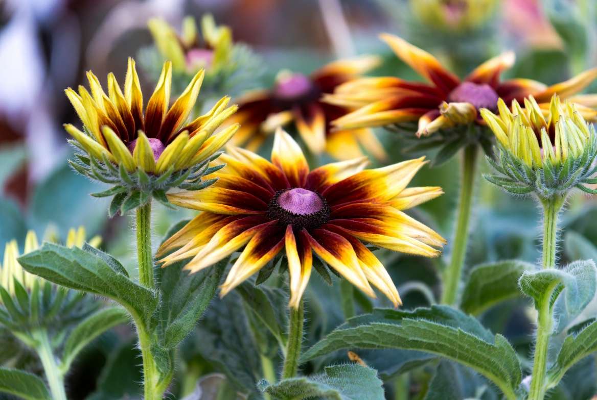 Close-up of Rudbeckia Indian Summer plant flowers showing large golden petals and dark centers