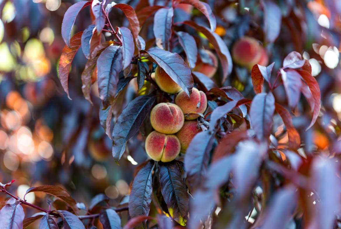 Close-up of ripe, fuzzy, small reddish-bronze fruit hiding beneath the deep burgundy canopy of a Bonfire Peach tree in late summer.