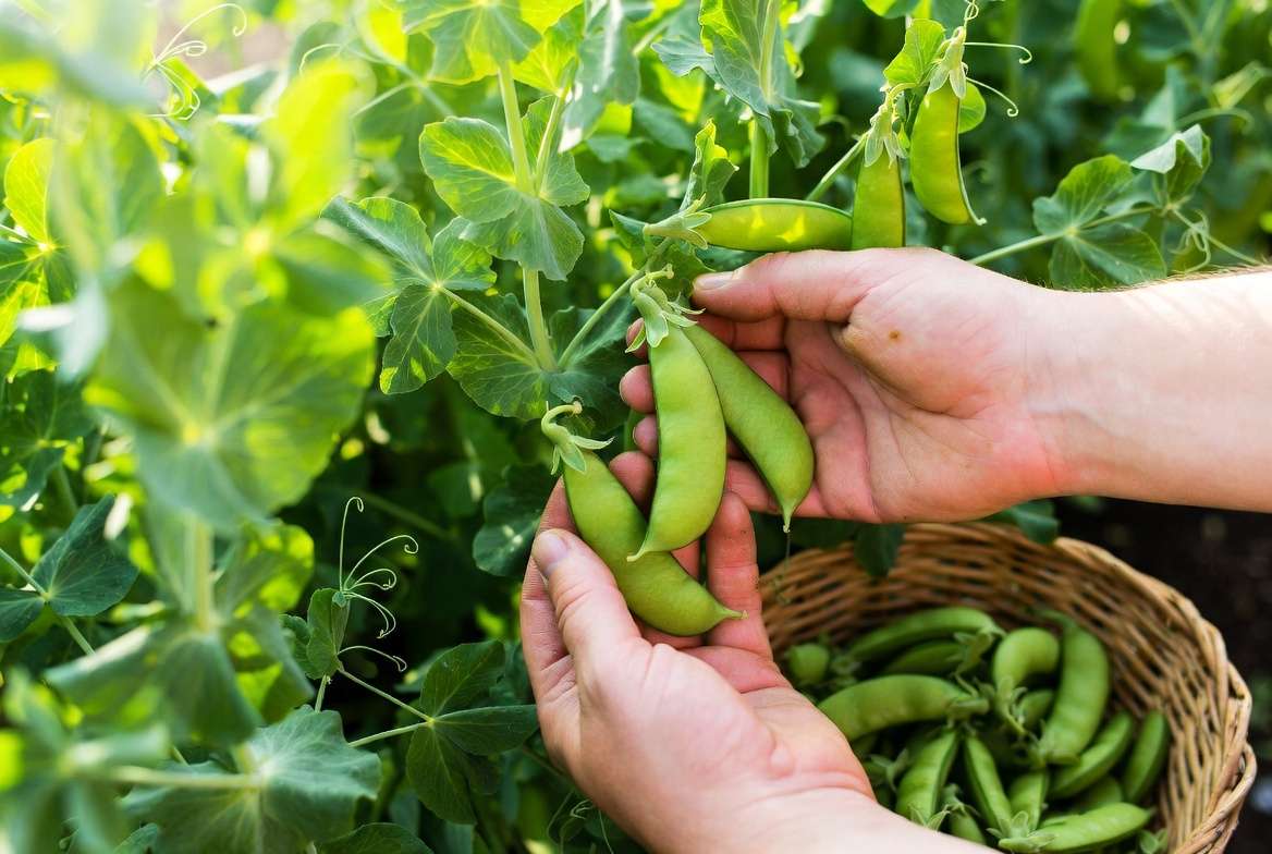 Harvesting fresh sweet Sugar Daddy snap peas from the garden vine