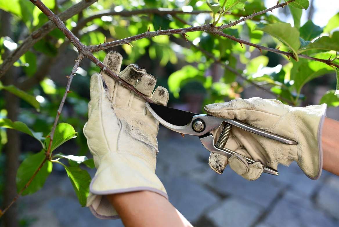 A gloved hand safely pruning a thorny finger lime tree branch with bypass shears.