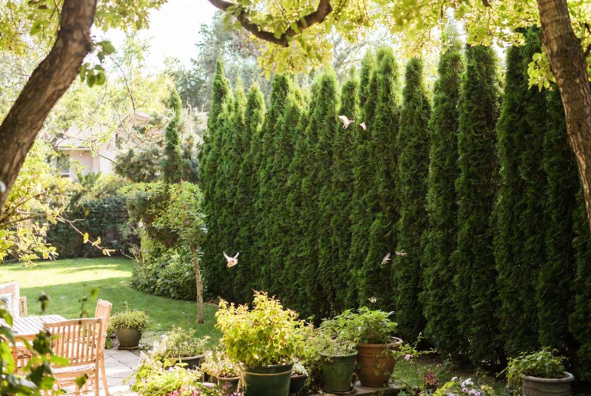 Lush evergreen privacy hedge creating natural backyard seclusion and noise reduction