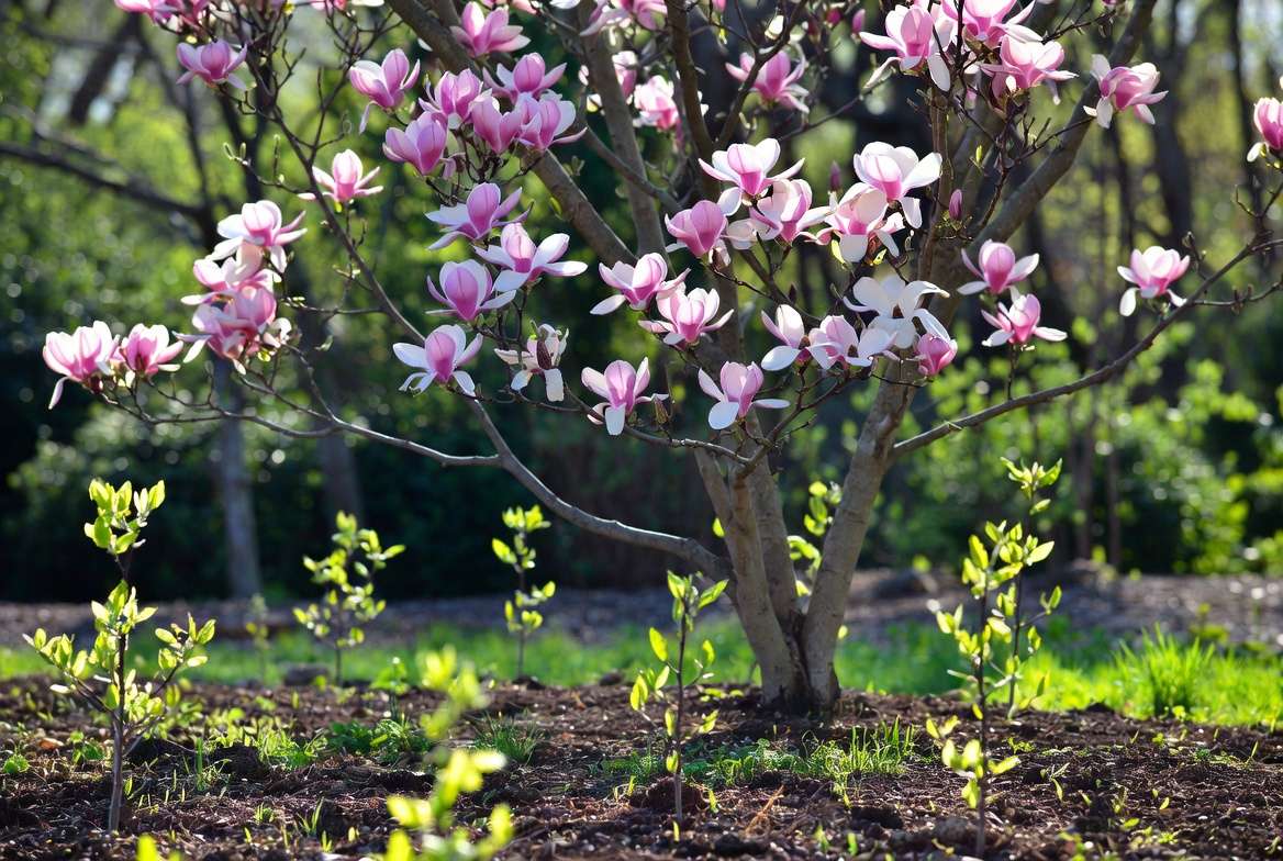 Mature magnolia tree with vibrant blooms growing successfully from seed in a home garden