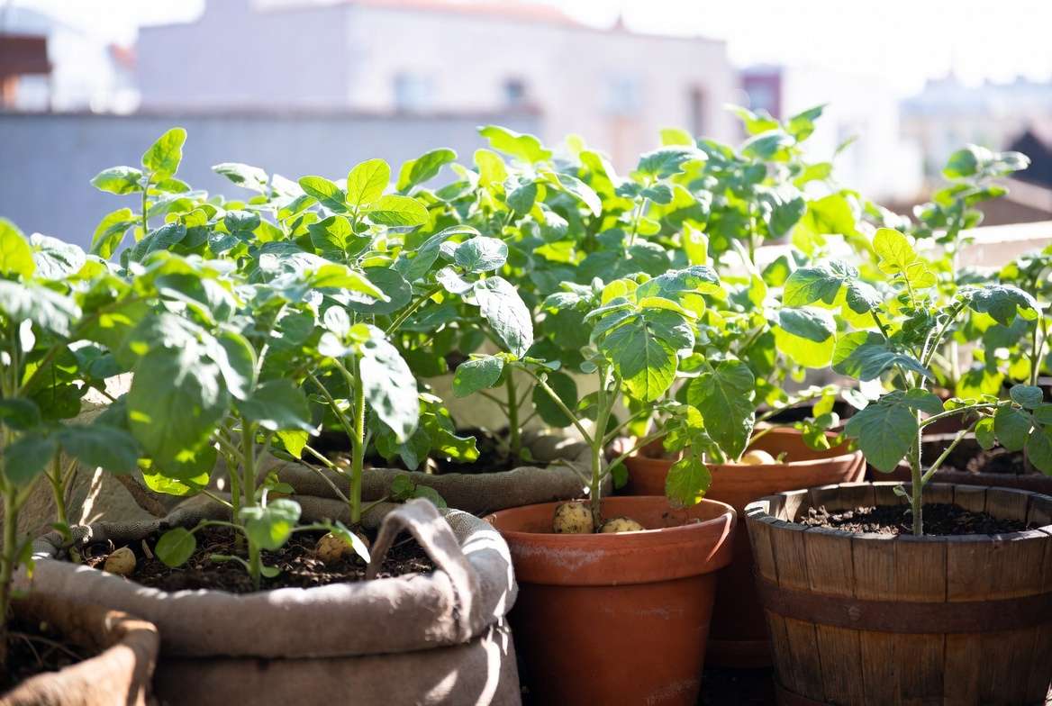 Container potato plants growing successfully on a sunny balcony