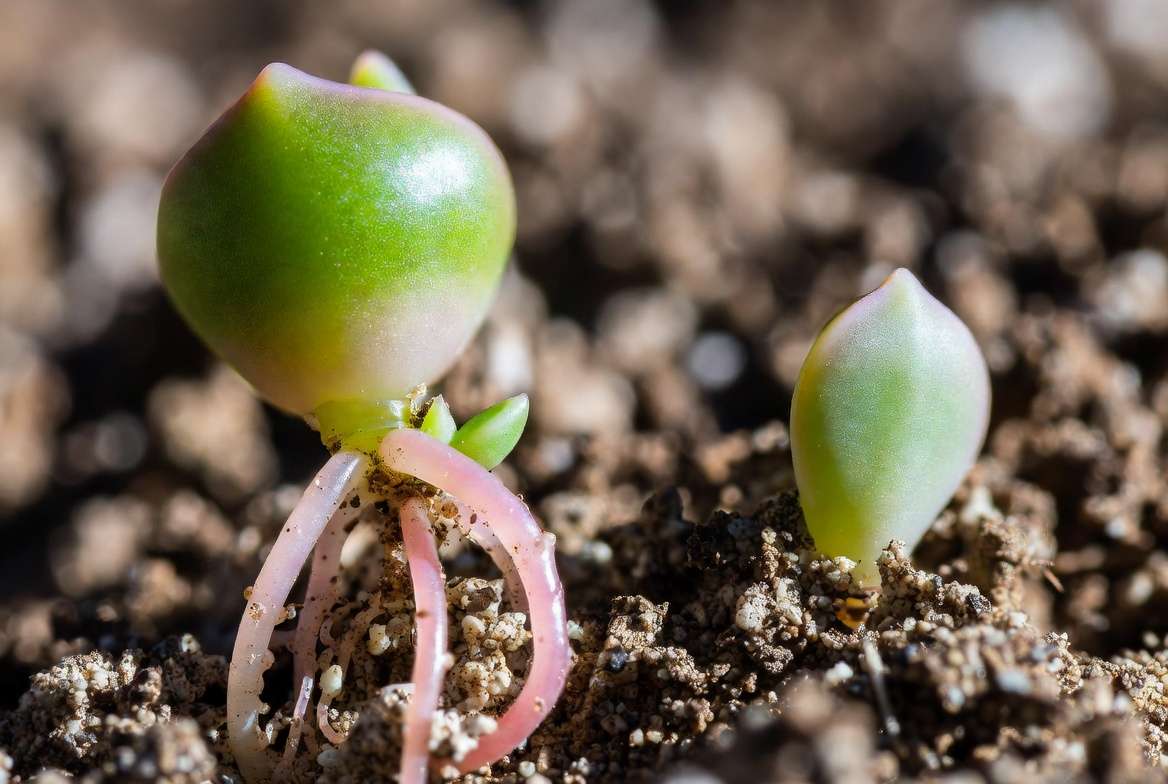 A comparison close-up of a thriving, actively rooting succulent leaf next to an inert, dormant succulent leaf on gritty soil