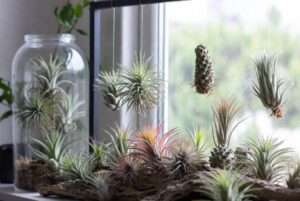 air plant varieties
