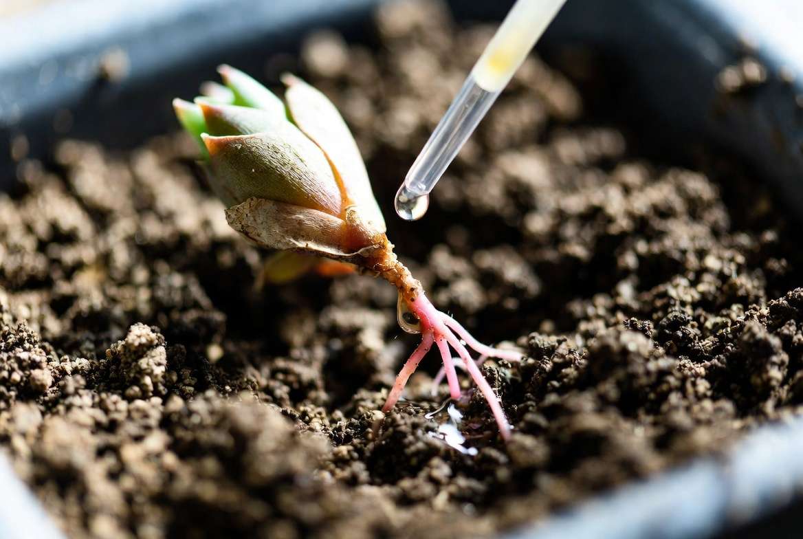 Macro photo demonstrating the targeted watering method, applying water directly to succulent roots while keeping the mother leaf dry.