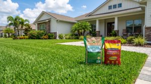 best bahia grass seed
