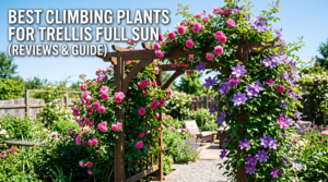 best climbing plants for trellis full sun
