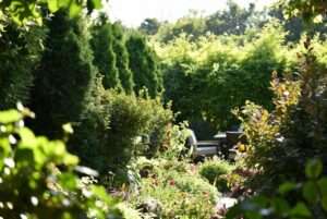 best plants for privacy