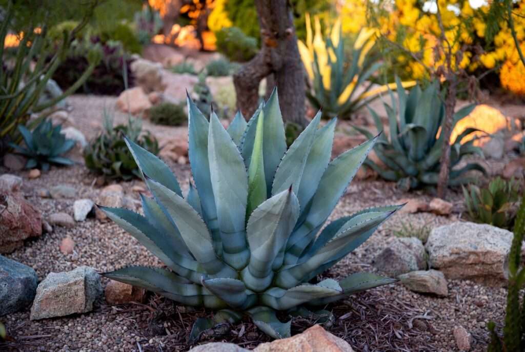 blue agave plant