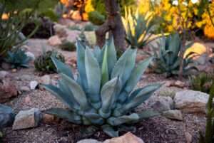 blue agave plant
