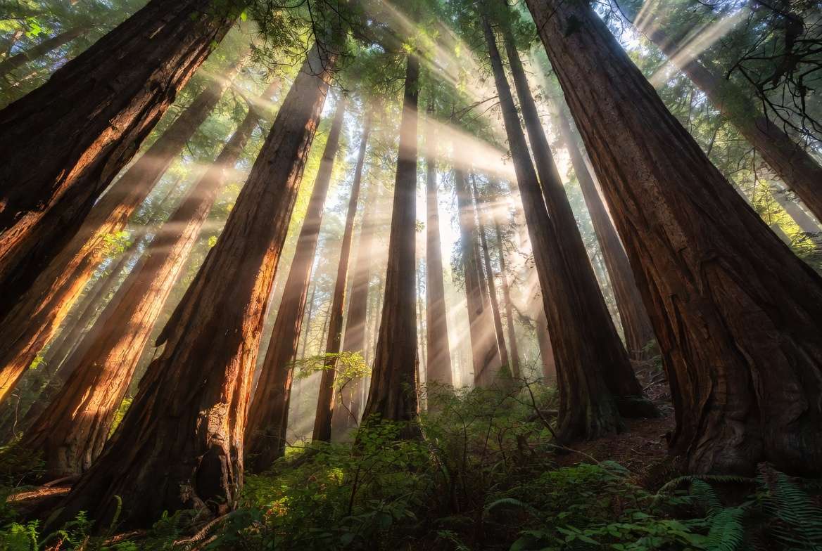 Majestic redwood forest grove showing the beauty and scale of mature trees"