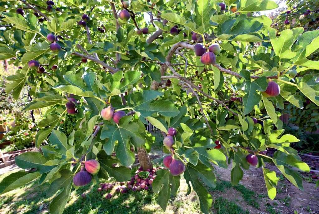 fig trees