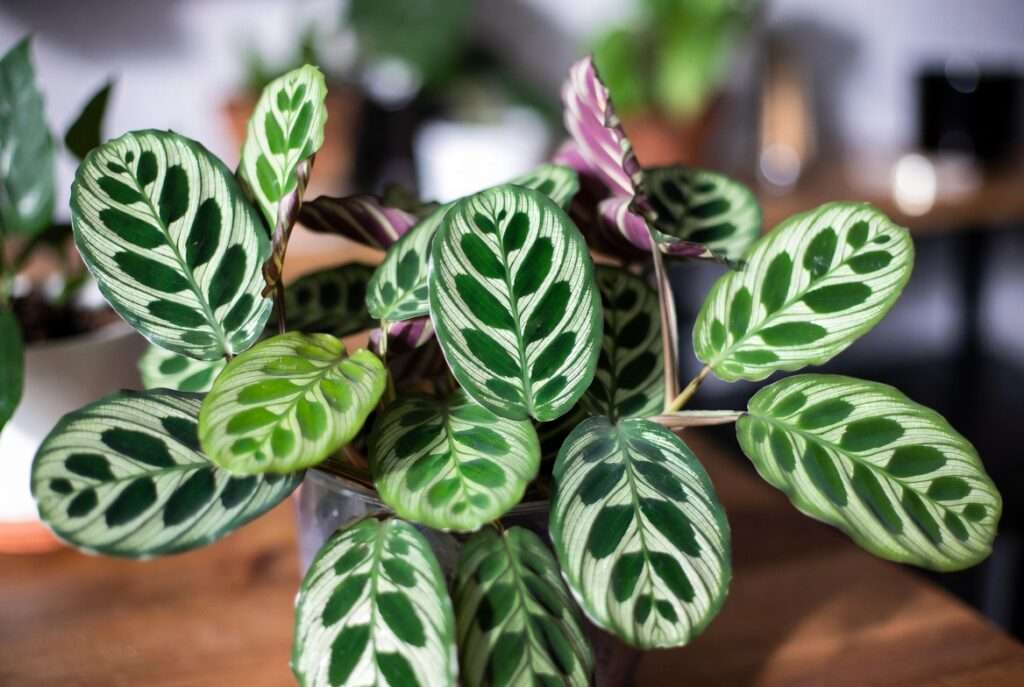 fishbone prayer plant
