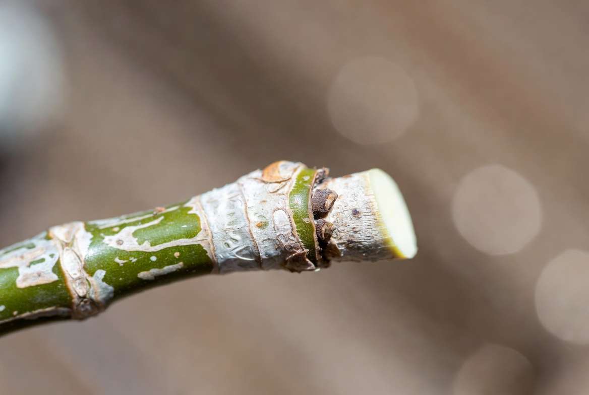A close-up photograph illustrating a perfectly dried callus on the end of a succulent stem cutting ready for propagation.