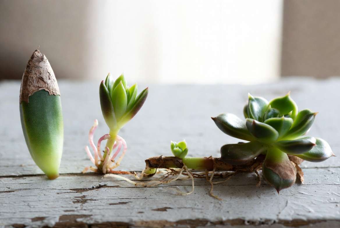 The life cycle progression of leaf propagation for succulents step-by-step from callousing to rooting and rosette formation.
