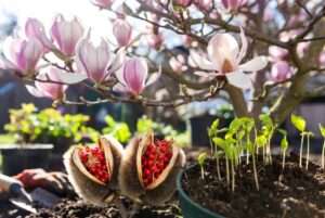 how do i plant magnolia seeds