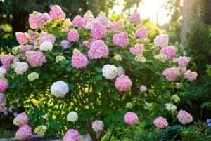 hydrangea tree