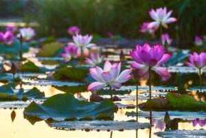 lotus plant
