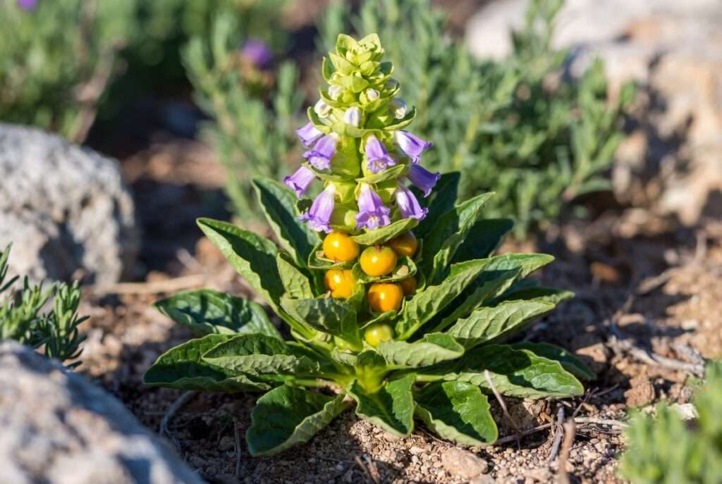 mandrake plant