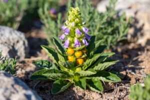 mandrake plant