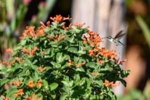 mexican honeysuckle plant