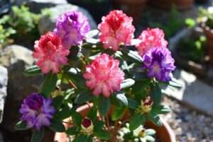 miniature rhododendron plants