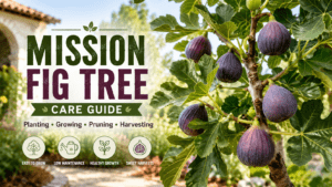 mission fig tree