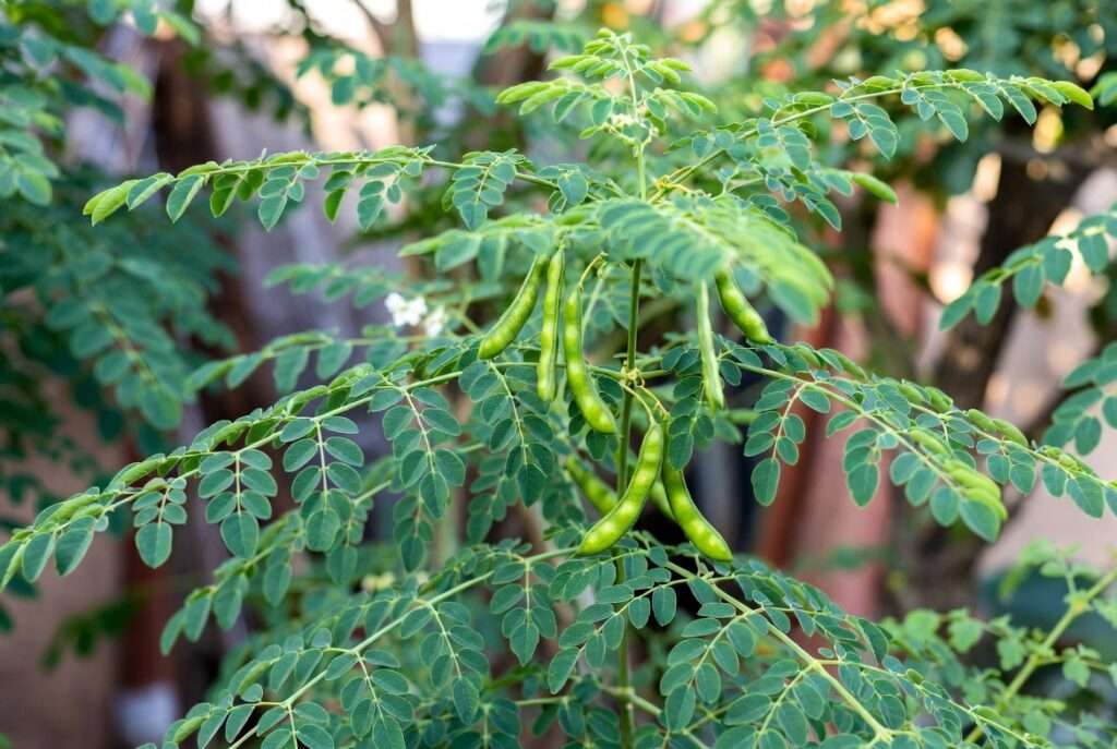 moringa plants