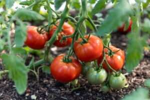 mountain fresh tomato plants