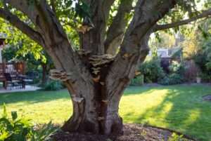 mushrooms that grow on trees