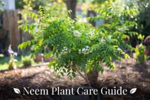 neem plant
