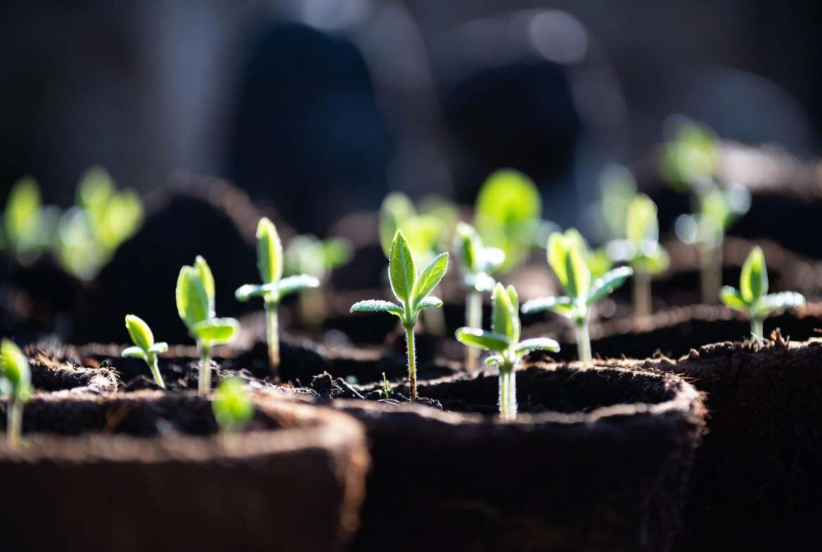 Young magnolia seedlings sprouting after successful germination