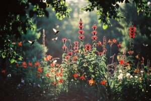 perennial plants with red flowers