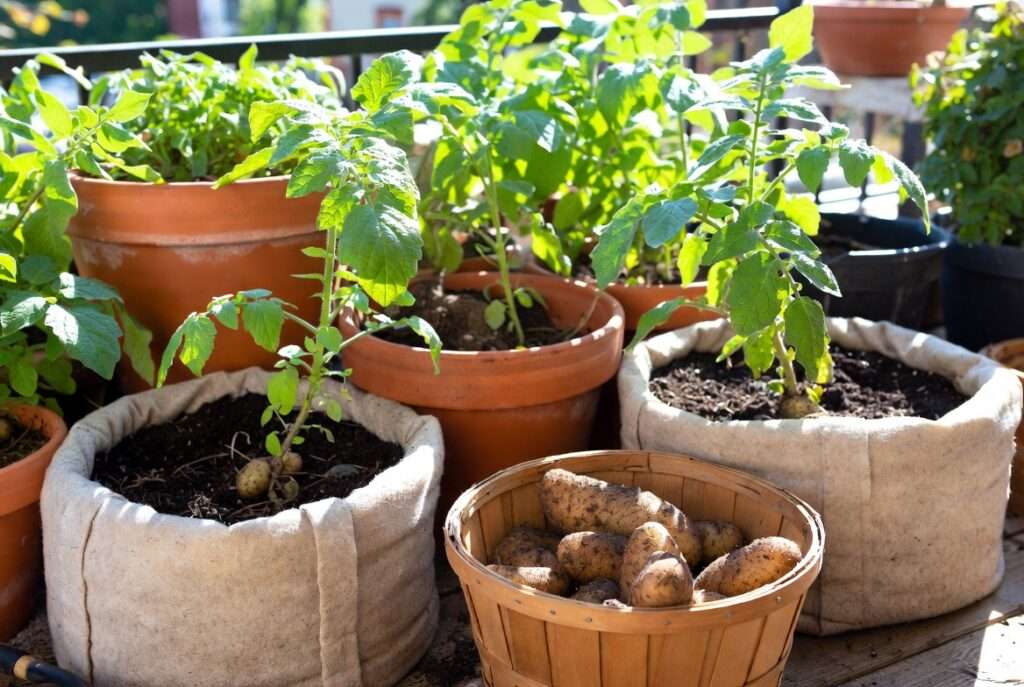 plant potatoes in a container