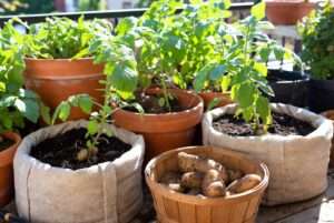 plant potatoes in a container