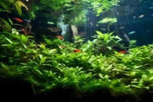 planted aquarium carpet plants