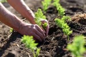 planting asparagus seedlings