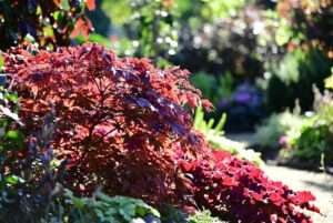 red leaf plants
