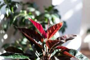 red leaves plant