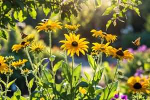 rudbeckia indian summer plant