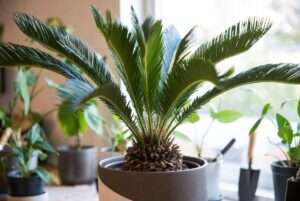 sago palm plants