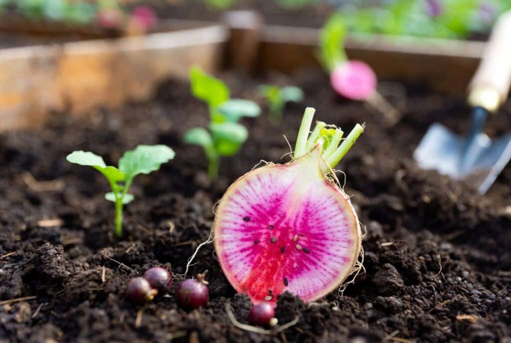 seeds watermelon radish
