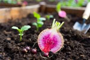 seeds watermelon radish